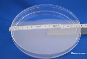 Petrischalen PS 147x18mm mit Nocken, steril, VE=220 (11x20)Stck<p>Petri dishes PS 147x18mm with cam, steril, pack = 220 (11x20) pcs</p>Laborbedarf,Mikrobiologie,Petrischalen
